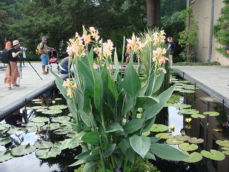 262 Longwood Gardens [2008 August 23].JPG - Longwood Gardens in Pennsylvania